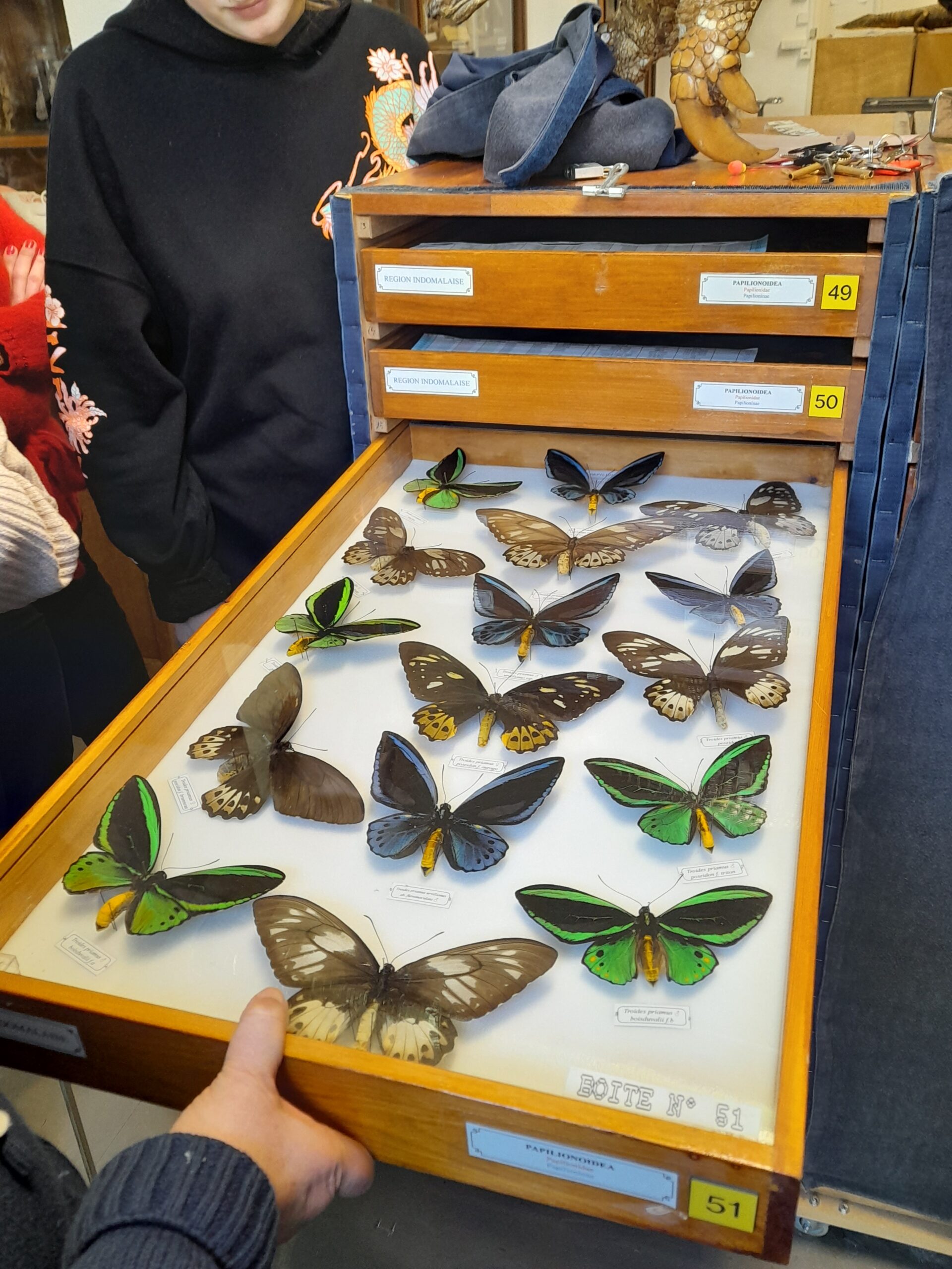 Spécimens épinglés de papillons dans un tiroir