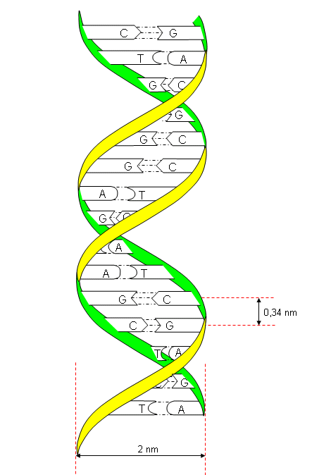 Schéma d'un brin d'ADN.