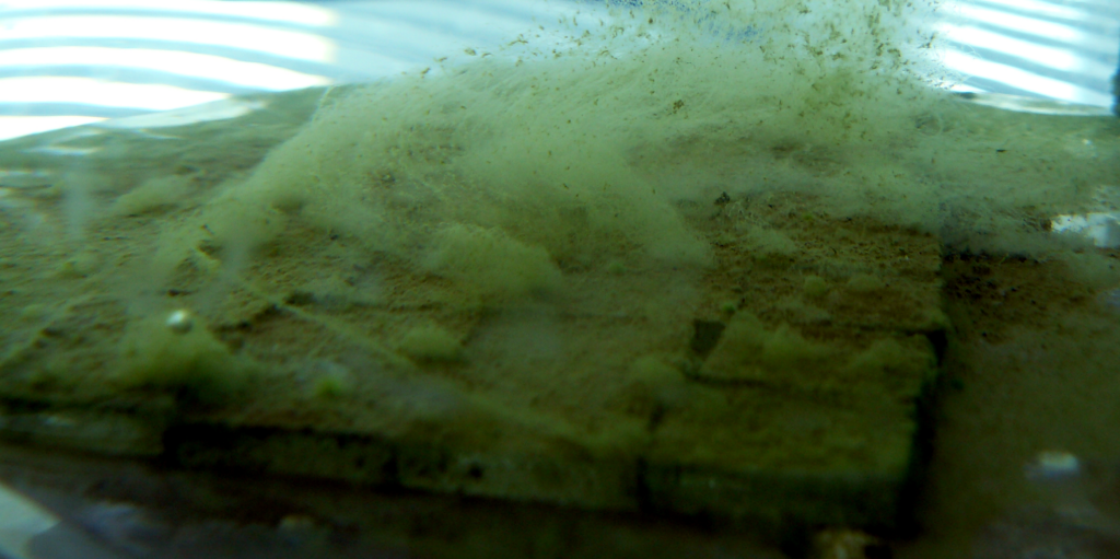 Plaque de verre immergé dans de l'eau, on observe dessus, une couche de biofilm verdâtre.