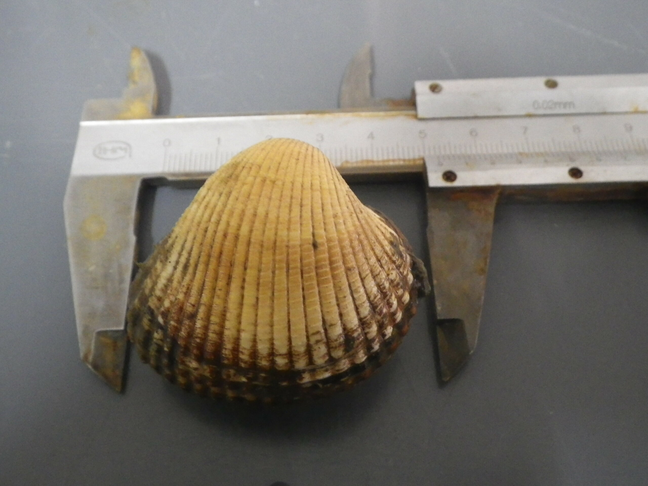 photo d'une coque commune (Cerastoderma edule) mesurée sur sa longueur de coquille