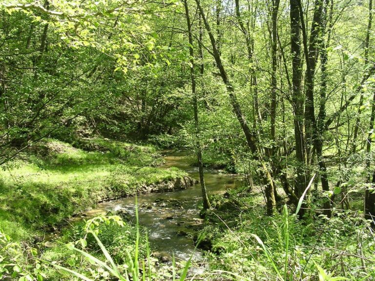 Photo prise en extérieur. On voit un cours d'eau/une rivière au milieu d'une forêt verdoyante.
