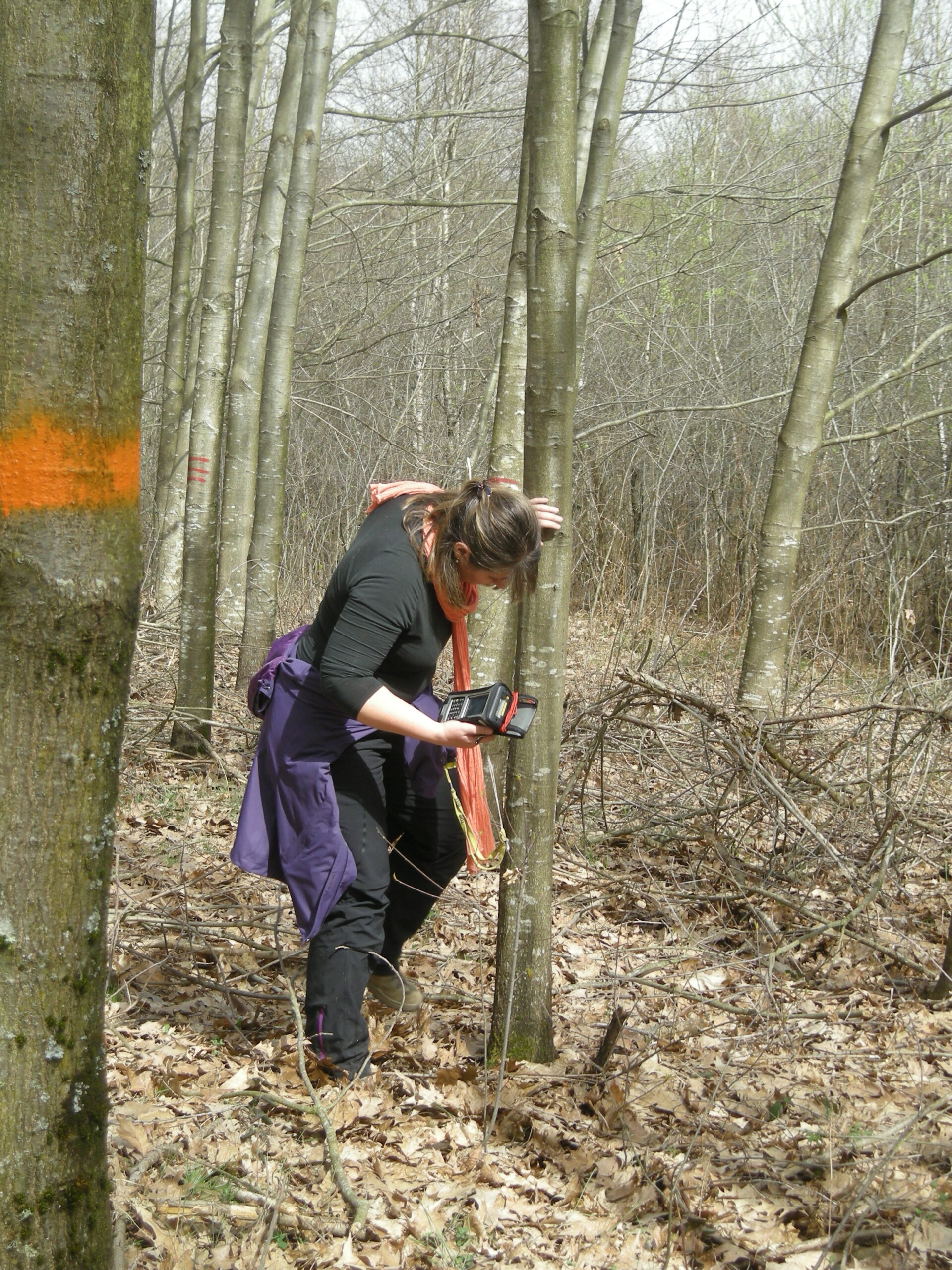 Annabel Porté réalise des mesures de la phénologie, les événements saisonniers des arbres, des chênes rouges en forêt. Photo de Nastasia Merceron.