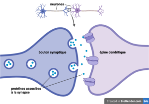 Schéma d'une synapse entre deux neurones créé avec BioRender.com