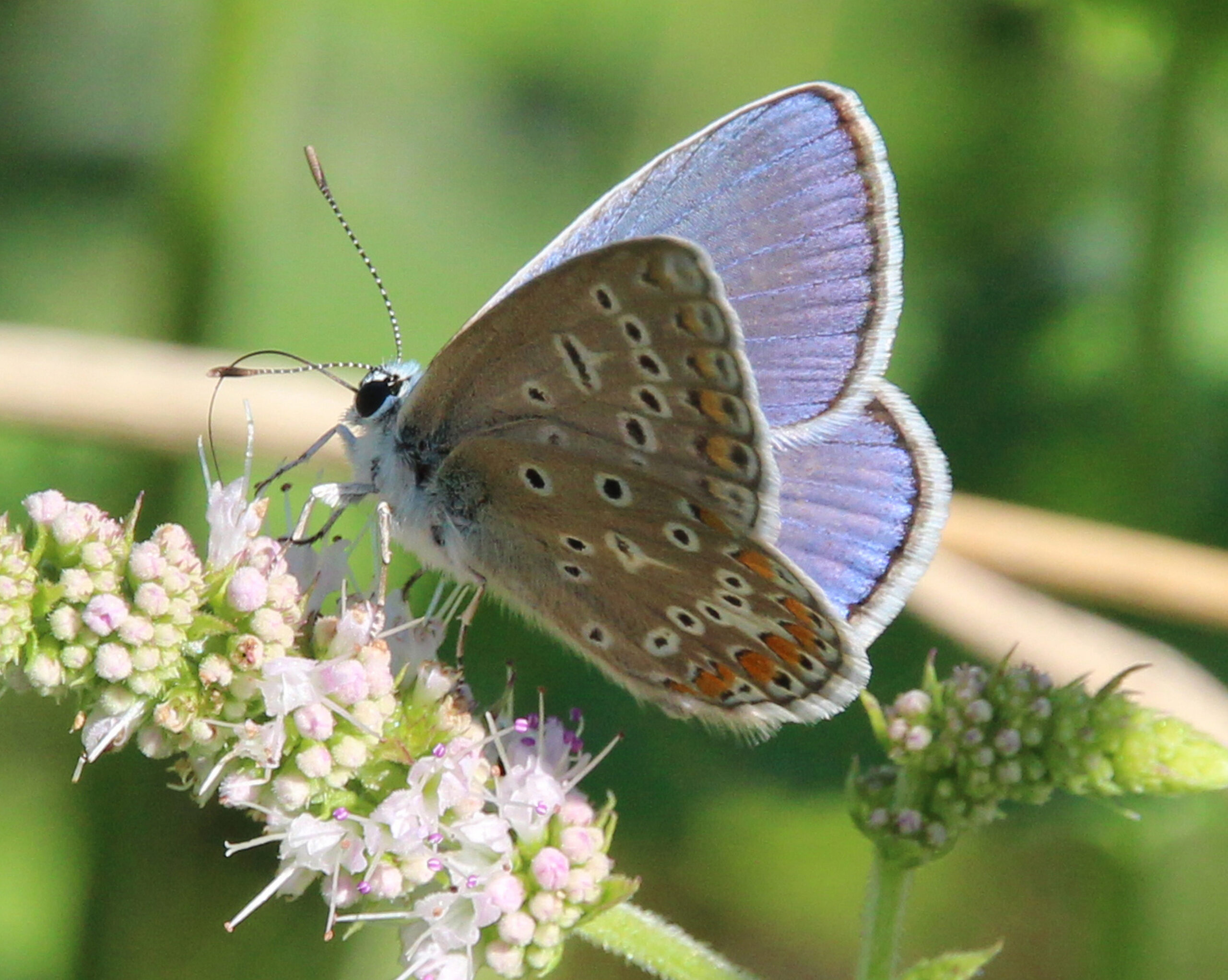 Photo d'un Polyommatus icarus (une sorte de papillon avec des reflets bleutés sur les ailes) en train de butiner